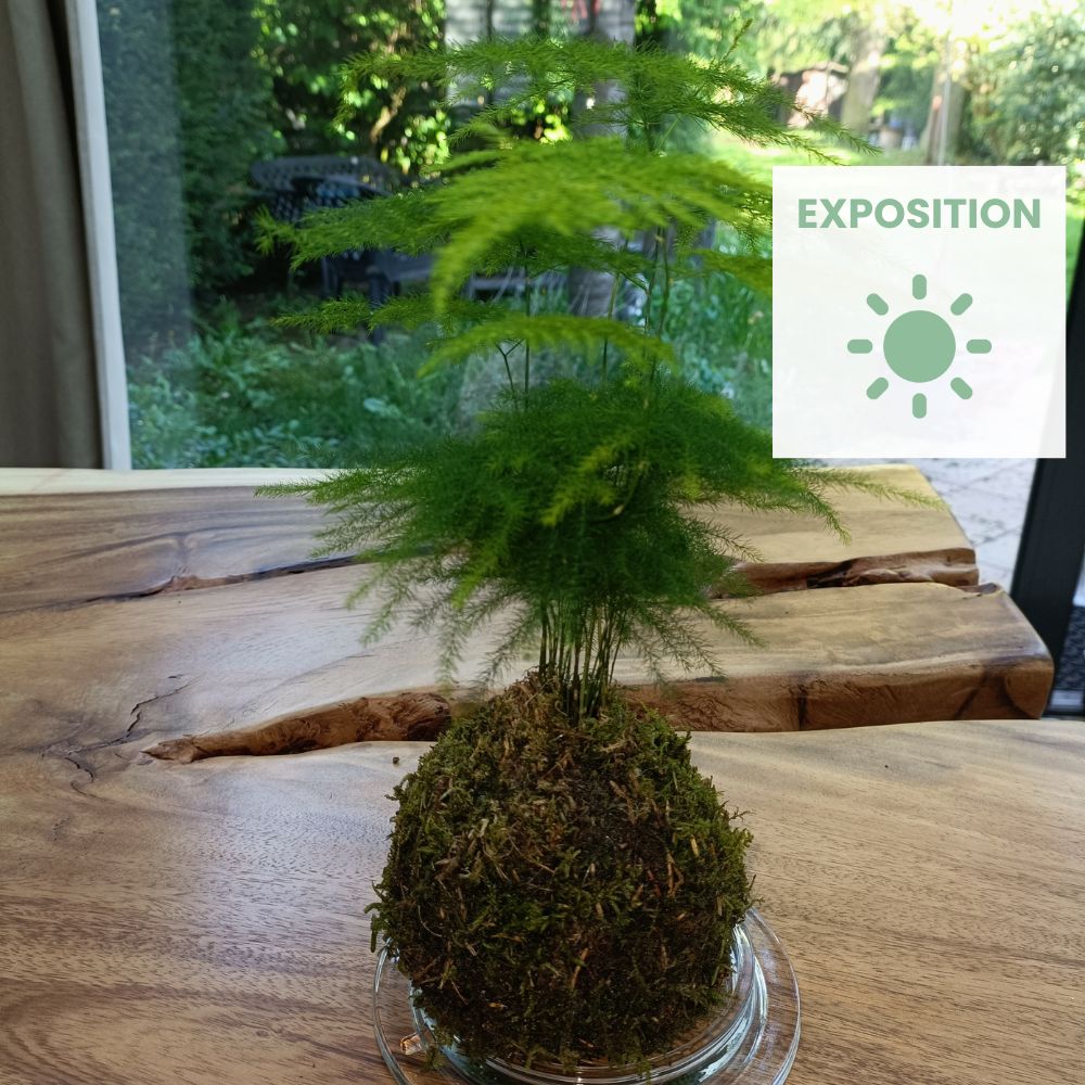 conseil exposition kokedama