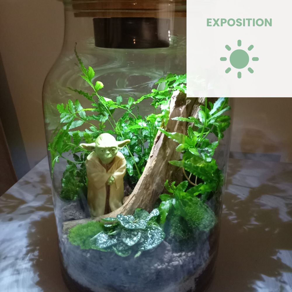 exposition terrarium maitre Yoda