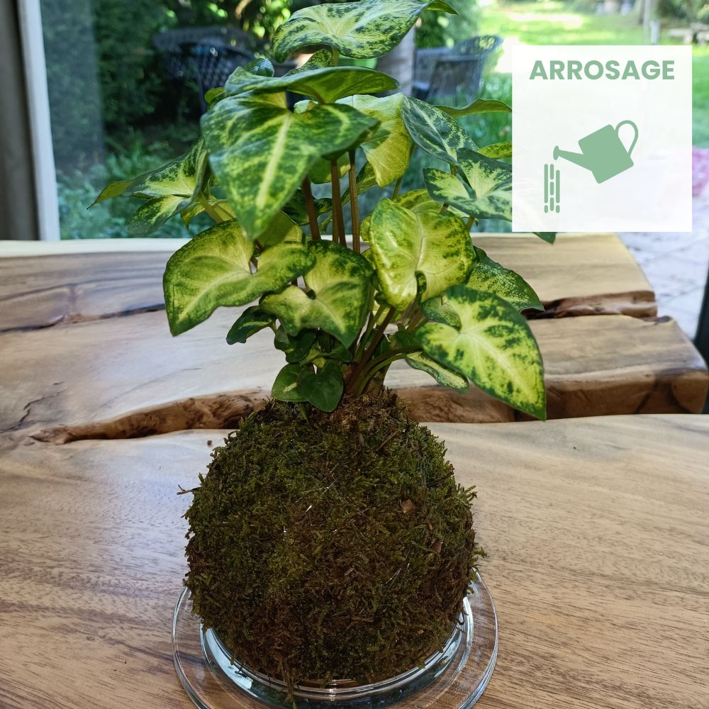conseil arrosage kokedama