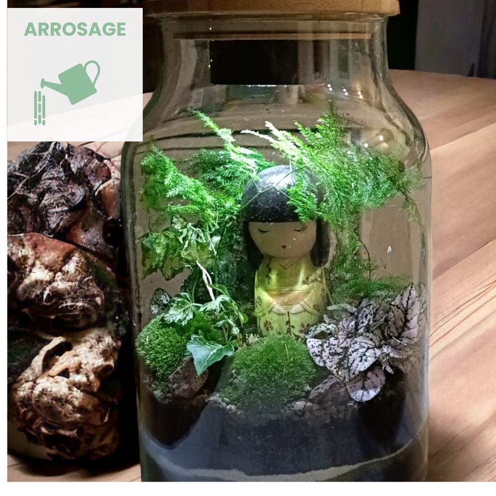 Arrosage Terrarium