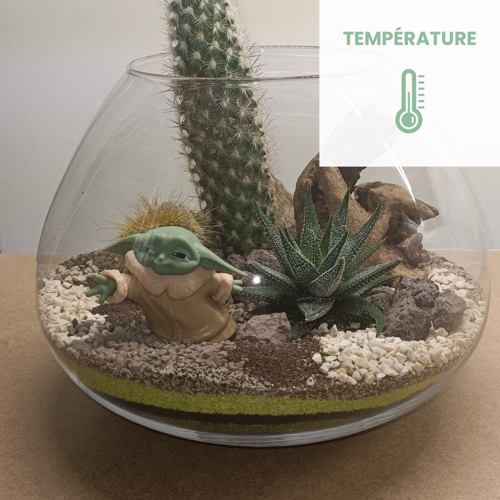 température terrarium ouvert
