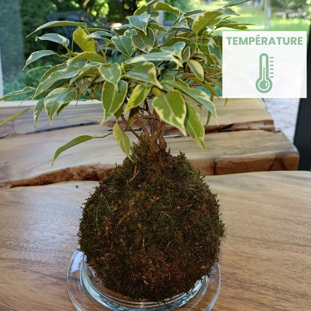 conseils température kokedama