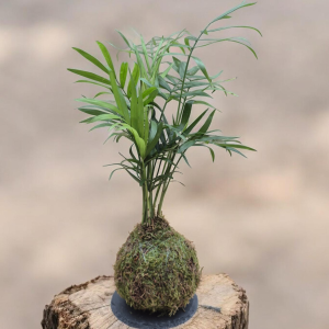kokedama chamaedorée